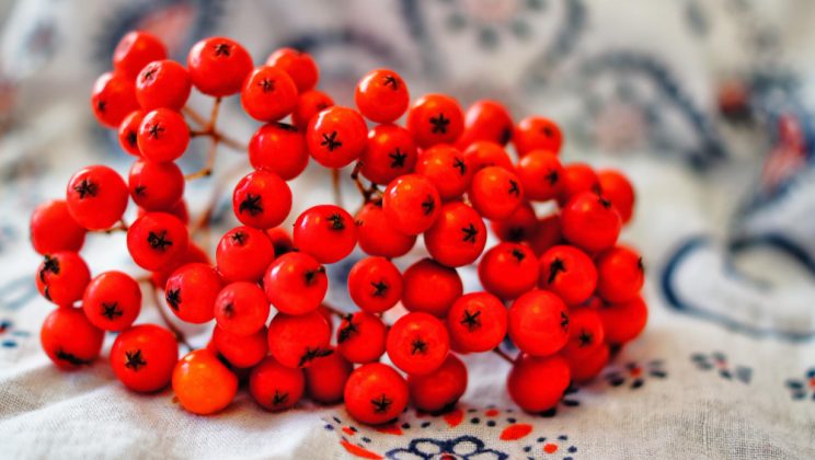 Fructele de goji: Super-alimentul pentru imunitate și sănătatea ochilor
