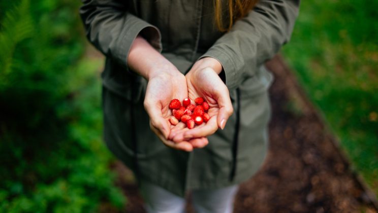 Guarana: beneficii pentru energie și concentrare