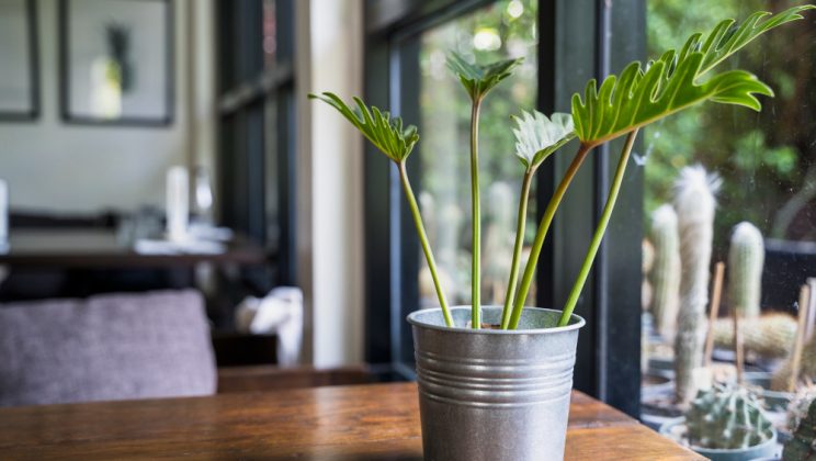 Plante decorative ușor de întreținut pentru interior